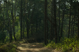 Fototapeta  - road in the forest