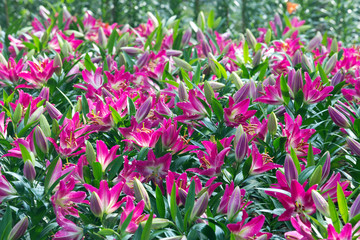 Canvas Print - Lilies (pink lily) in the park.