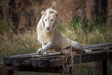 Poster - White Lion resting in the atmosphere of nature.