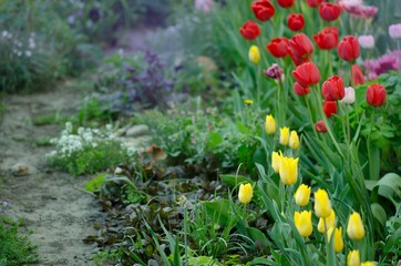 Bunch of spring tulip flower. Spring tulips flowers. Beautiful tulips field in spring time