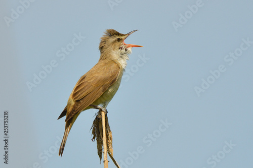 Cuadros en Lienzo Great reed warbler on a reed stick