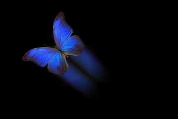 Poster - tropical flying butterfly isolated on black background. with a luminous trace