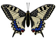 Schmetterlin Vektorgrafik