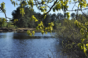 Coast spring river in the national Park