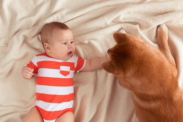 Wall Mural - Top view of five month baby and Shiba Inu dog are lying on a blanket together, looking at each other, child is smiling and feeling happy. View from above