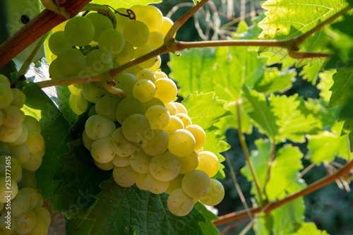 Dekoracja na wymiar  dojrzale-biale-winogrona-winorosli-w-winnicy-we-francji-biale-dojrzale-winogrona-muscat-nowe-zbiory