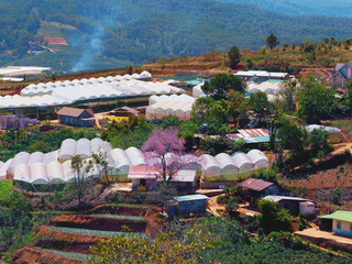 Wall Mural - Thousands of prunus cerasoides cherry trees in the Central Highlands city of Da Lat, Vietnam are in full bloom with pinkish white blossoms, creating a magnetic attraction to the locals and visitors.