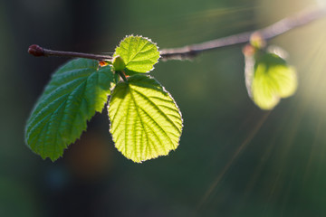 Flowering in the forest in early spring