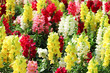 Colorful nature multicolored snap dragon field group or antirrhinum majus flowers blooming in garden , outdoor background