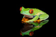 Red Eyed Frog Reflection