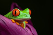 Tree Frog in a Tulip II