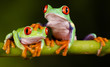 Red Eyed Tree Frogs - Hand on head