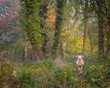 Sheep lost in the woods in Cotswolds. Forest path leading through autumn trees