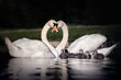 family of swans making a heart with their necks