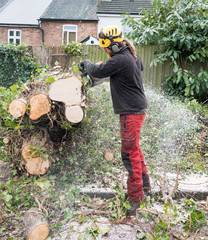 Wall Mural - Working Tree Surgeon