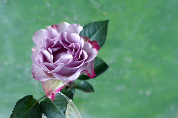 Poster - pink rose on green background