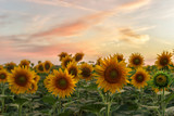 Fototapeta Kwiaty - Sunflowers at sunset.