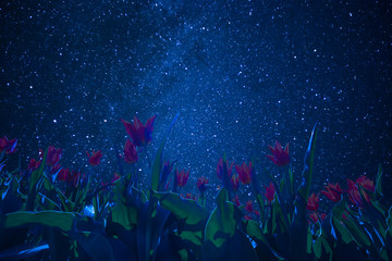 Wall Mural - stars and night tulips field