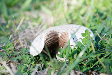 mushroom in grass