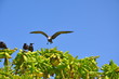 Birds on Seychelles