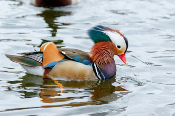 Poster - Mandarin Duck (Aix galericulata).