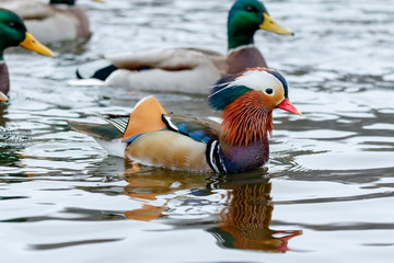 Poster - Mandarin Duck (Aix galericulata).