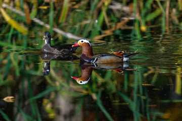 Poster - Mandarin Duck (Aix galericulata).