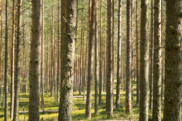  Pine forest. Beautiful morning view and sun rays in the pine forest.