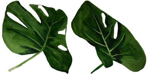  Watercolor tropical monstera leaves set