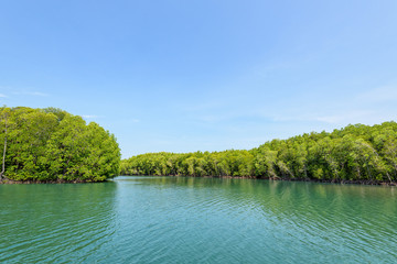 Sticker - Beautiful nature landscape of mangrove forest at Phante Melaka Canal in summer. Water travel route to cruise to Crocodile Cave at Koh Tarutao National Park, Satun, Thailand