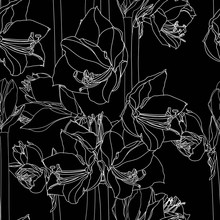 Hippeastrum Lilly Blooming Flowers Seamless Pattern. White Line Flowers On Black Background. 