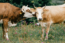Two Funny Spotted Cows Kissing On Pasture In Highland  In Summer Day. Cattle With Emotional Muzzle Flirting And Take Care Of Each Other.  Closeup Portrait Of Lovely Cows With Kind Feelings Faces.