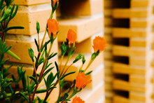 Small Orange Flowers With A Orange Soft Background