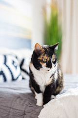 Wall Mural - Black and White Calico Cat