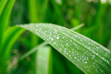 Dew Drops On Leaf, Close-up