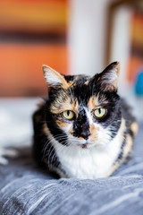 Wall Mural - Black and White Calico Cat