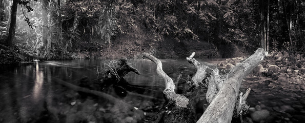 Wall Mural - One of the cleanest water in the world flows under morning sunbeams and tree crowns through the oldest tropical rainforest.Emmagen Creek,Daintree National Park,Far North Queensland, Australia.-Image. 