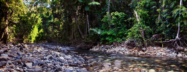 Wall Mural - One of the cleanest water in the world flows under morning sunbeams and tree crowns through the oldest tropical rainforest.Emmagen Creek,Daintree National Park,Far North Queensland, Australia.-Image.