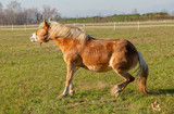 Fototapeta Konie - horses run free