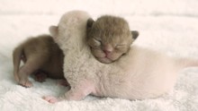 Two Newborn Kittens Burmese Breed