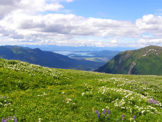 Nature in Alaska in summer in the city of Juneau