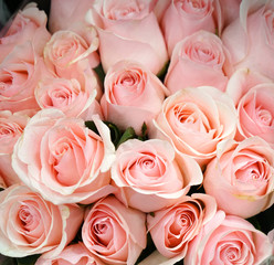 Fotomurales - Fresh pink roses bouquet flower background 