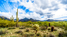 Hiking On The Hiking Trails Surrounded By Saguaro, Cholla And Other Cacti In The Semi Desert Landscape Of The McDowell Mountain Range Near Scottsdale, Arizona, United States Of America