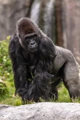 Poster - Weatern lowland gorilla