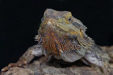 Poster - A very close portrait of the head of a bearded dragon facing forward against a black background