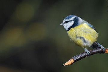 Aufkleber - A portrait of a blue tit looking to the left into dark open copy space