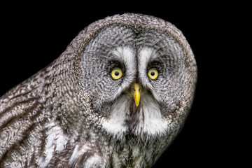 Poster - A half length portrait of a great grey gray owl looking staright at the camera with big yellow eyes against a black background