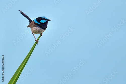 Cuadros en Lienzo close-up of male superb fairy wren or blue wren cyaneus cyanochlamys against blu