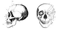 Vector Vintage Engraving Human Skull Anatomy