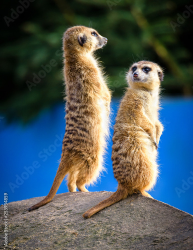 Fotomural Meerkat (Suricata suricatta), also known as the suricate.